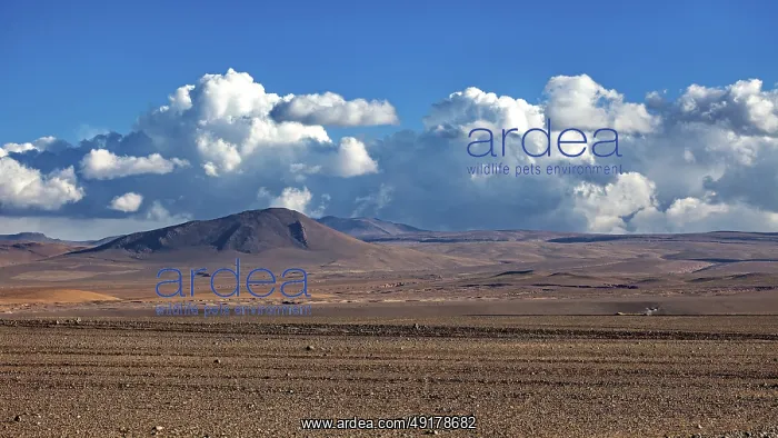 : Vast desert landscape with mountains under a clear blue sky and mighty clouds : Vast desert landscape with mountains under a clear blue sky and mighty clouds
