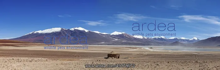 : Vast desert landscape with snow-capped mountains and clear skies : Vast desert landscape with snow-capped mountains and clear skies