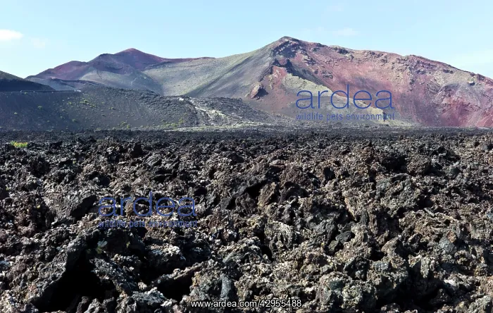 : Vast expanse of volcanic lava - Lanzarote experienced : Vast expanse of volcanic lava - Lanzarote experienced
