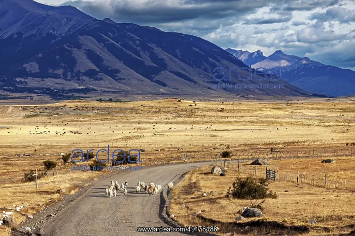 : A vast landscape with mountains in the background and a road where sheep can be seen : A vast landscape with mountains in the background and a road where sheep can be seen