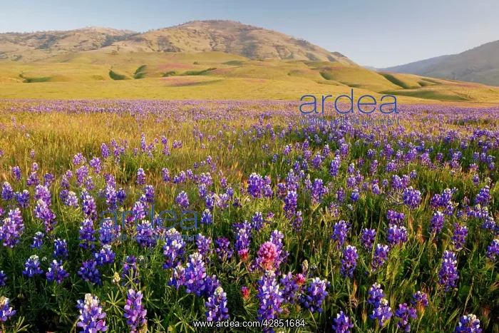 : Vast mass of blue lupines at Grapevine, at the : Vast mass of blue lupines at Grapevine, at the