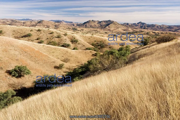  : The vast savannah grasslands of south-east Arizona