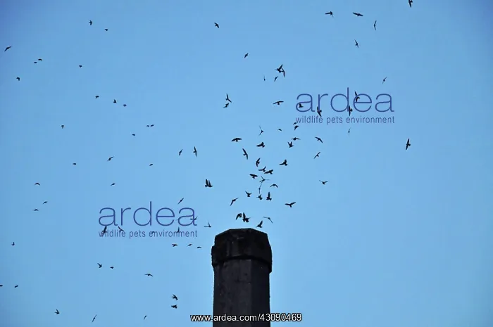: Vaux's Swifts : Vaux's Swifts