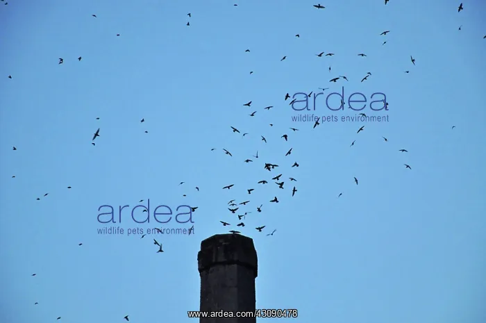: Vaux's Swifts : Vaux's Swifts