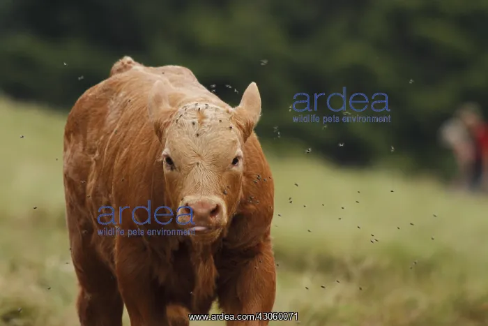 : Veal harassed by flies Alsace France : Veal harassed by flies Alsace France
