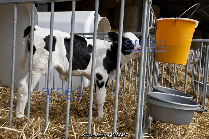 : Veal Holstein calves in boxes and buckets of milk : Veal Holstein calves in boxes and buckets of milk