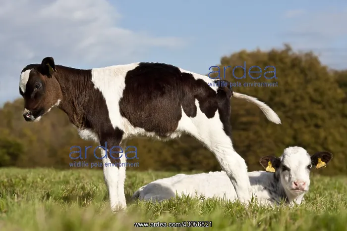 : Veal Holstein and cross a meadow in autumn : Veal Holstein and cross a meadow in autumn