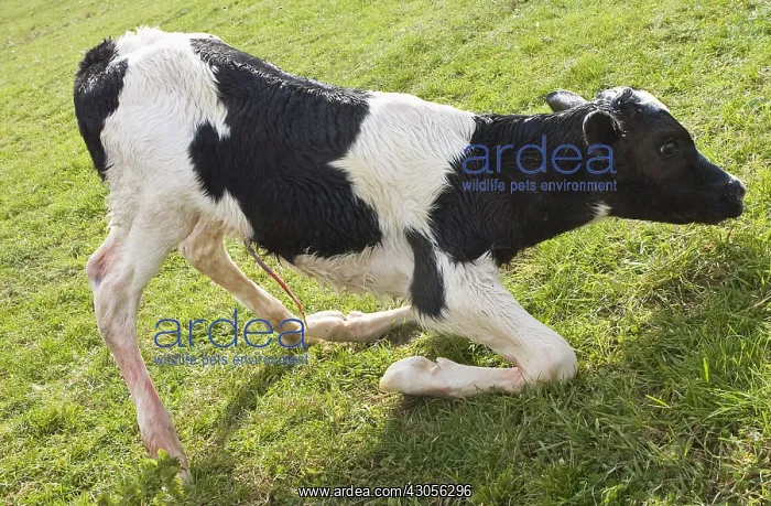  : Veal Holstein newborn rising for the first time