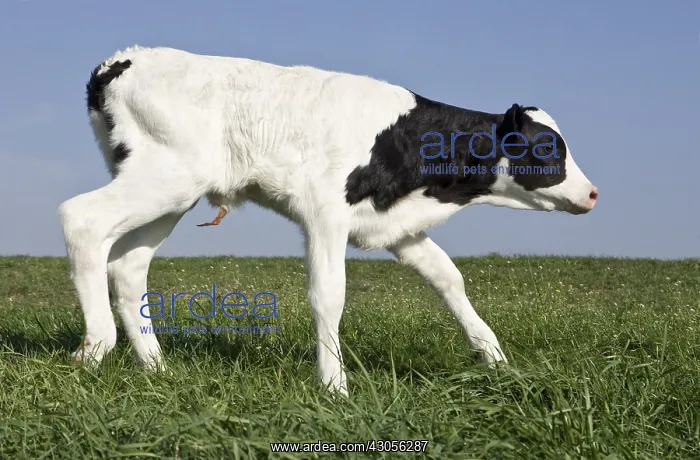 : Veal Holstein newborn taking his first steps : Veal Holstein newborn taking his first steps