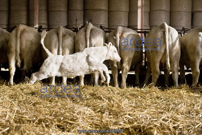 : Veal running behind Cows attached in a stalling : Veal running behind Cows attached in a stalling