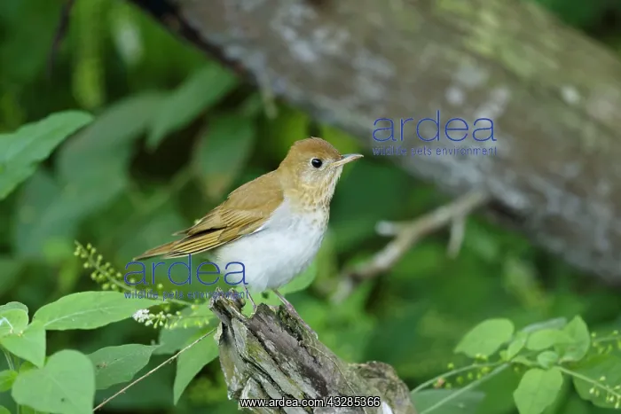 : Veery : Veery