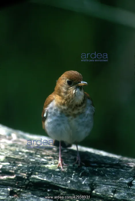 : VEERY - adult in May : VEERY - adult in May