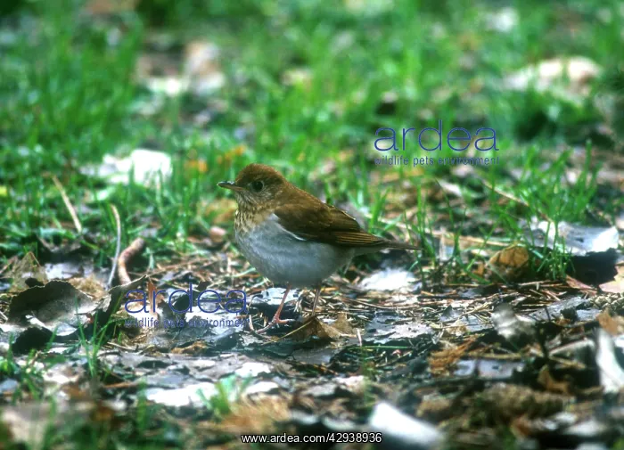 : VEERY - adult in May : VEERY - adult in May