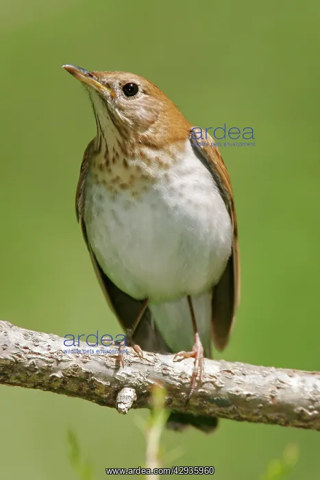 : Veery (Catharus fuscenscens). Connecticut, USA : Veery (Catharus fuscenscens). Connecticut, USA