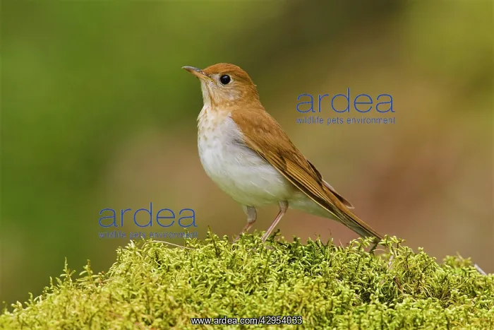  : Veery (Catharus fuscenscens). Connecticut USA
