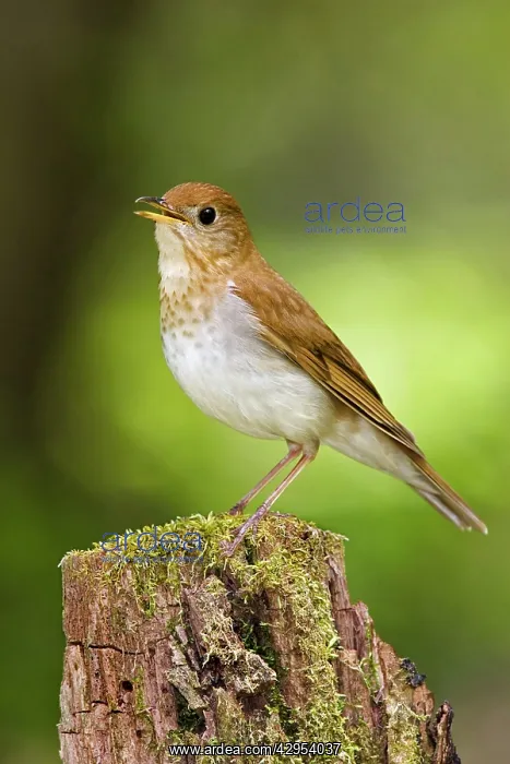  : Veery (Catharus fuscenscens). Connecticut USA