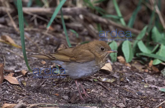 : Veery (Catharus fuscescens). Texas : Veery (Catharus fuscescens). Texas