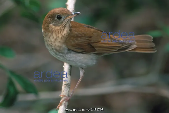 : Veery (Catharus fuscescens) in Texas : Veery (Catharus fuscescens) in Texas