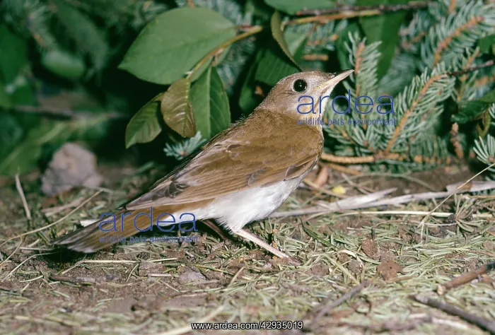 : VEERY - on forest floor : VEERY - on forest floor