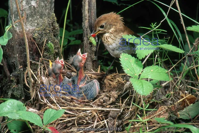 : Veery at Nest : Veery at Nest