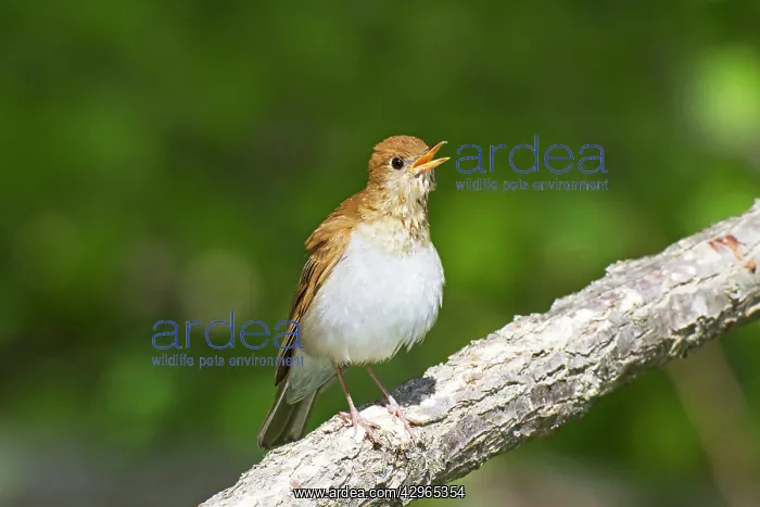 : Veery - singing on territory in May : Veery - singing on territory in May