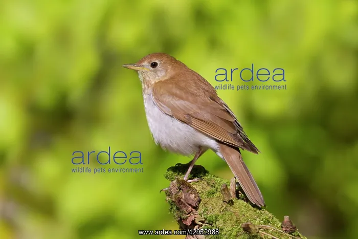 : Veery - Spring : Veery - Spring