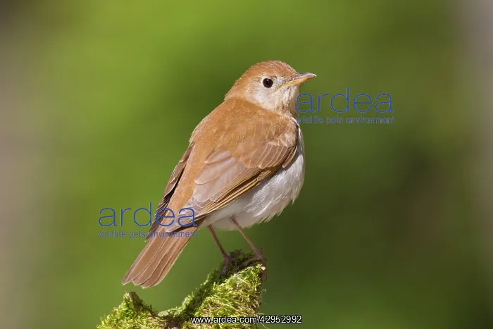 : Veery - Spring : Veery - Spring