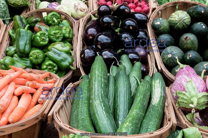 : Vegetable baskets with, carrots, cucumbers, cabbage : Vegetable baskets with, carrots, cucumbers, cabbage