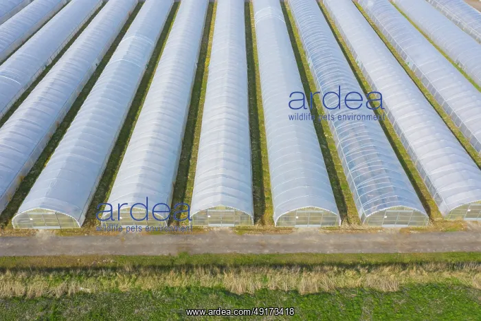 : Vegetable cultivation : Vegetable cultivation