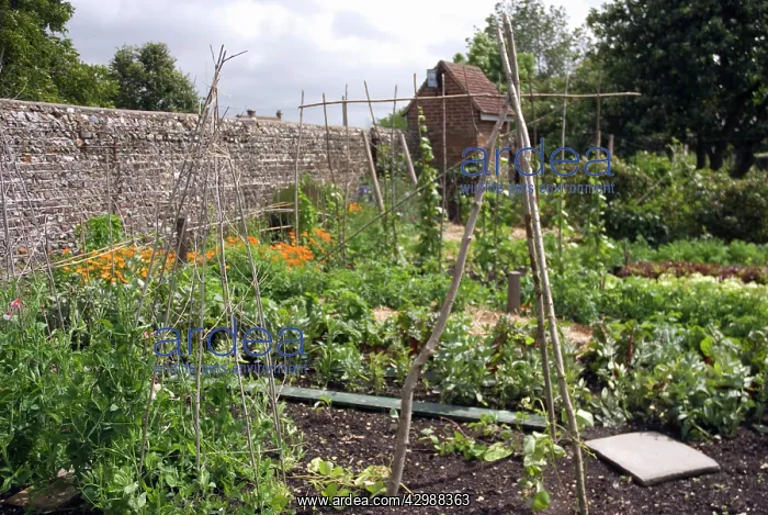 : Vegetable garden : Vegetable garden