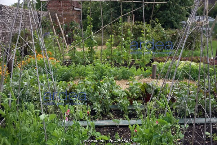 : Vegetable garden : Vegetable garden