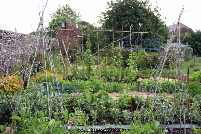 : Vegetable garden : Vegetable garden