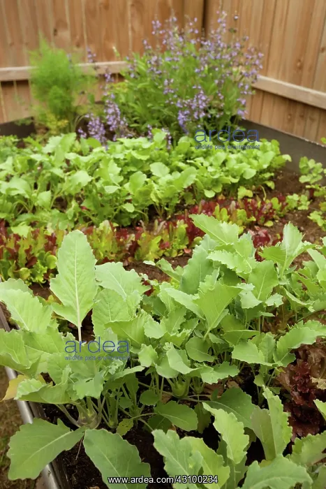 : Vegetable Garden : Vegetable Garden