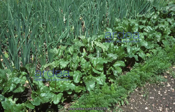 : Vegetable garden : Vegetable garden