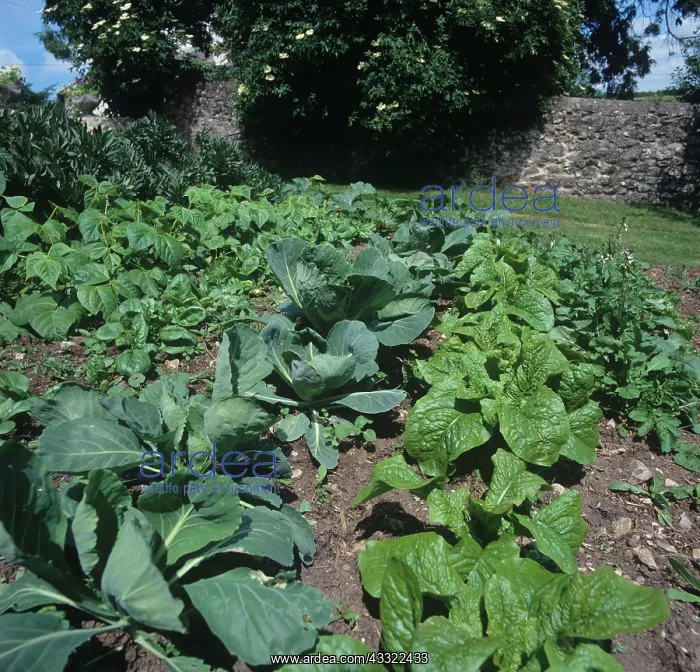: Vegetable garden : Vegetable garden