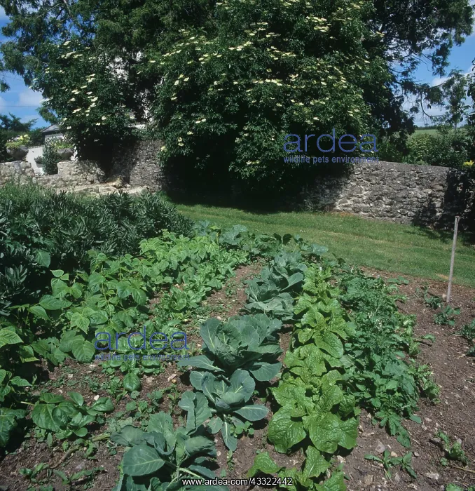 : Vegetable garden : Vegetable garden