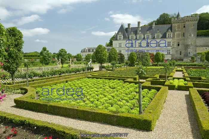 : The vegetable garden. Chateau de Villandry, France : The vegetable garden. Chateau de Villandry, France