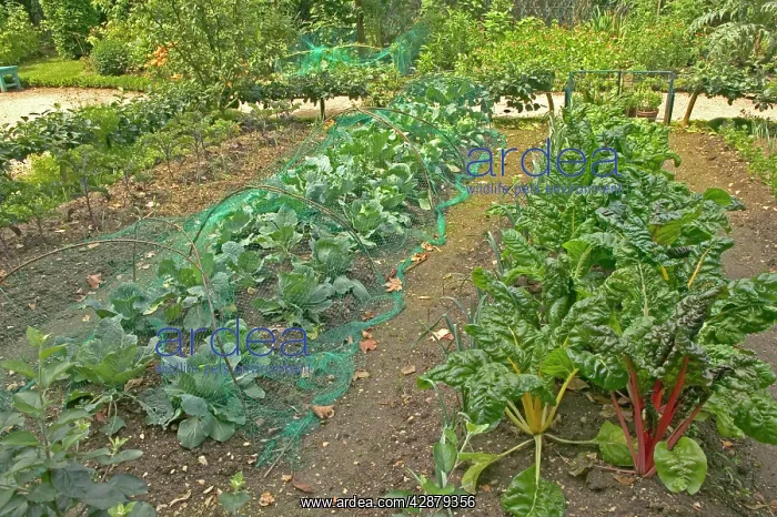 : VEGETABLE GARDEN - Rhubarb and Cabbage : VEGETABLE GARDEN - Rhubarb and Cabbage