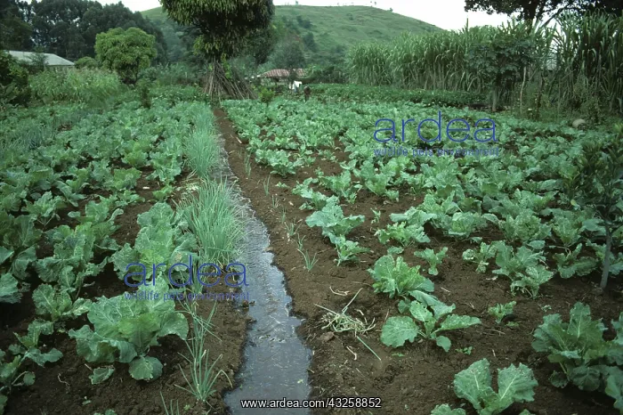 : Vegetable garden, Tanzania : Vegetable garden, Tanzania