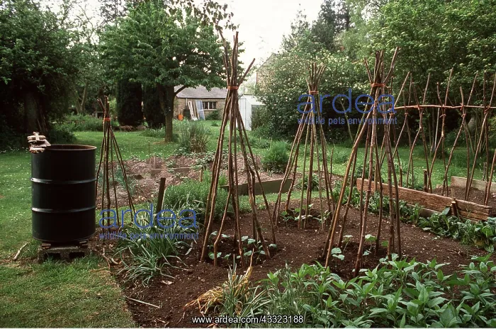 : VEGETABLE GARDEN - With wigwam frames for runner beans : VEGETABLE GARDEN - With wigwam frames for runner beans