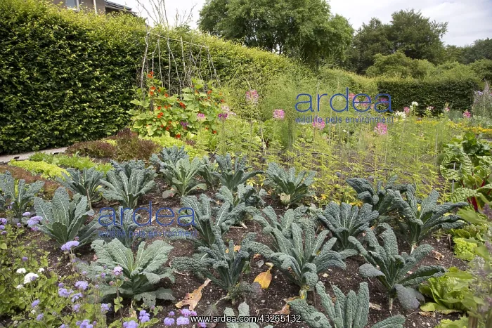: Vegetable gardens Sizebergh House Cumbria UK : Vegetable gardens Sizebergh House Cumbria UK