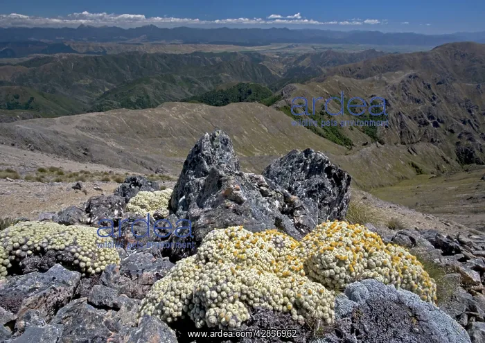: Vegetable sheep (ancient alpine cushion plants) : Vegetable sheep (ancient alpine cushion plants)