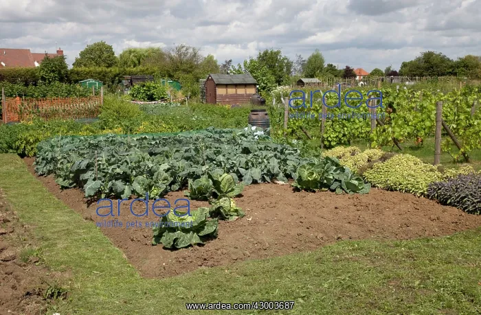 : Vegetables growing on community allotment : Vegetables growing on community allotment