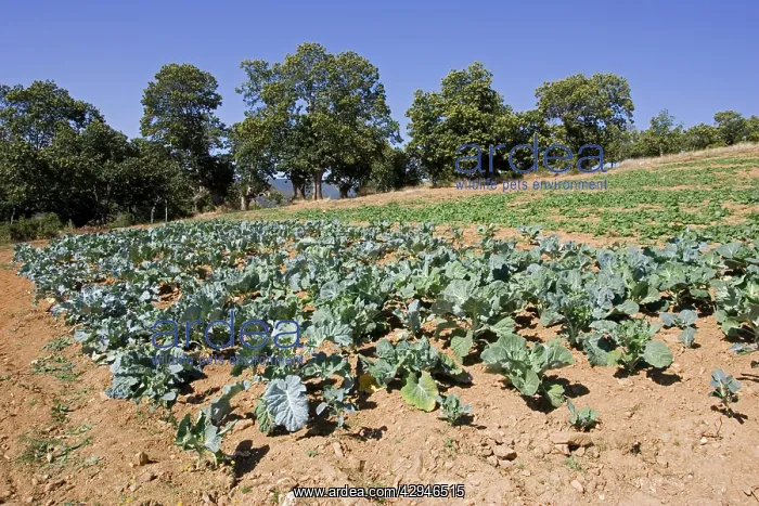 : Vegetables growing in Dine village : Vegetables growing in Dine village