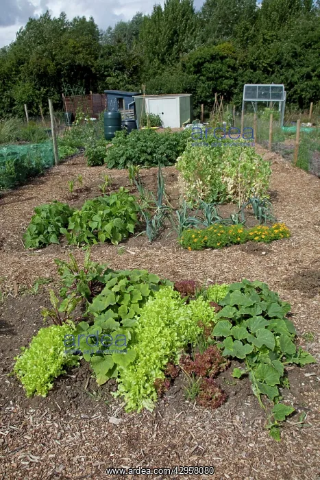 : Vegetables growing on well maintained community allotment : Vegetables growing on well maintained community allotment