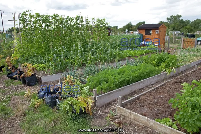 : Vegetables growing in raised beds on community allotments : Vegetables growing in raised beds on community allotments