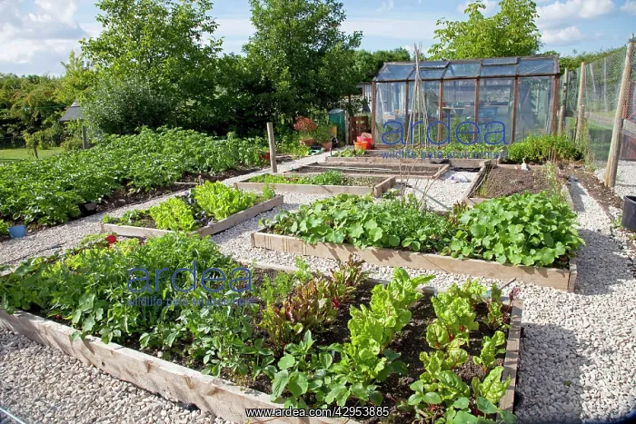 : Vegetables growing in raised beds on garden plot : Vegetables growing in raised beds on garden plot