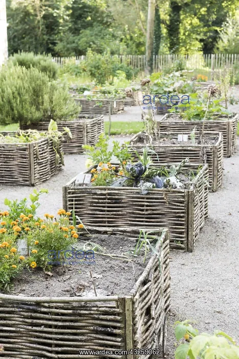 : Vegetables growing in square foot gardens with hazel : Vegetables growing in square foot gardens with hazel