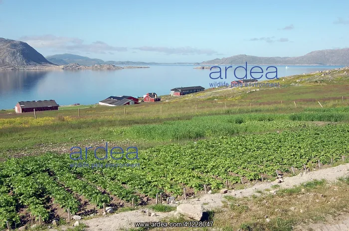 : Vegetables growing at Upernaviarsuk Agricultural : Vegetables growing at Upernaviarsuk Agricultural