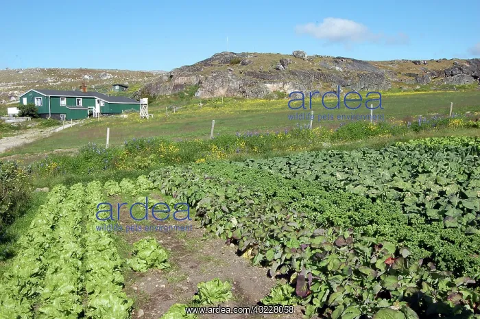 : Vegetables growing at Upernaviarsuk Agricultural : Vegetables growing at Upernaviarsuk Agricultural